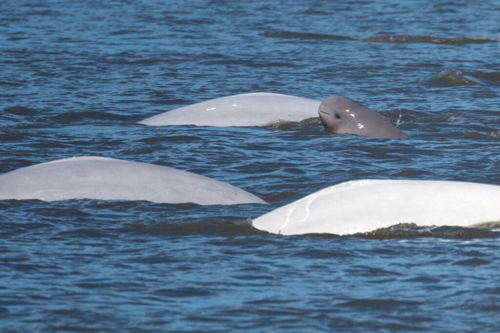 A dark grey Cook Inlet beluga calf swims with three larger white beluga whales.