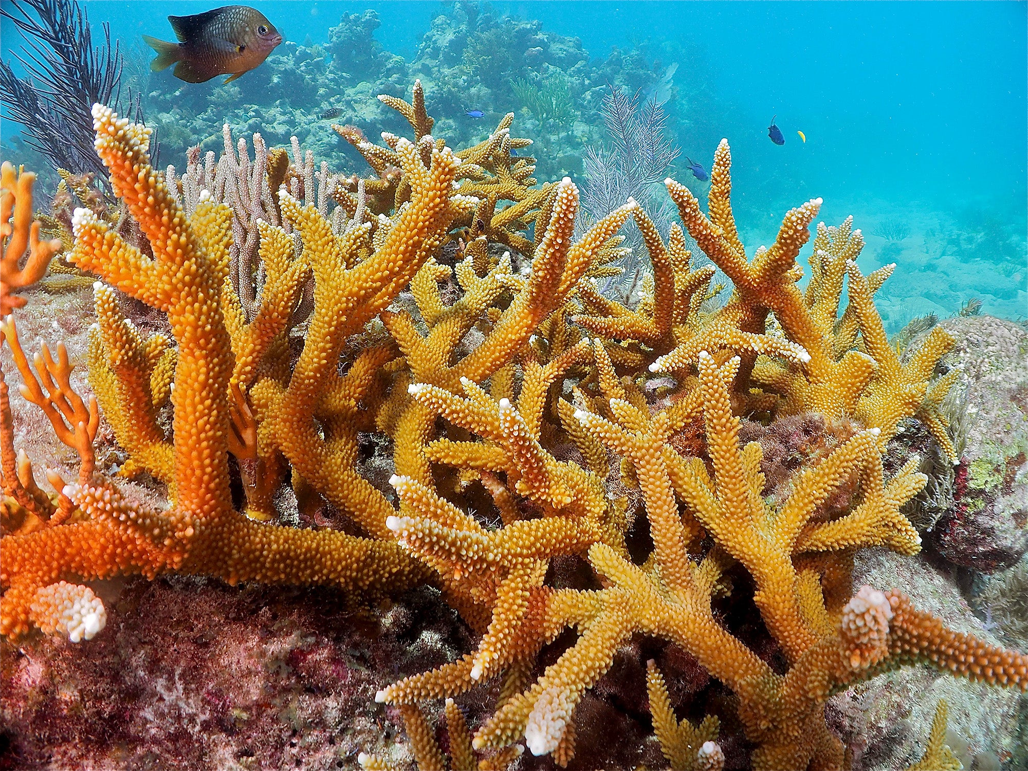 Orange coral, looking like a tree branch, growing in blue water with fish swimming nearby.