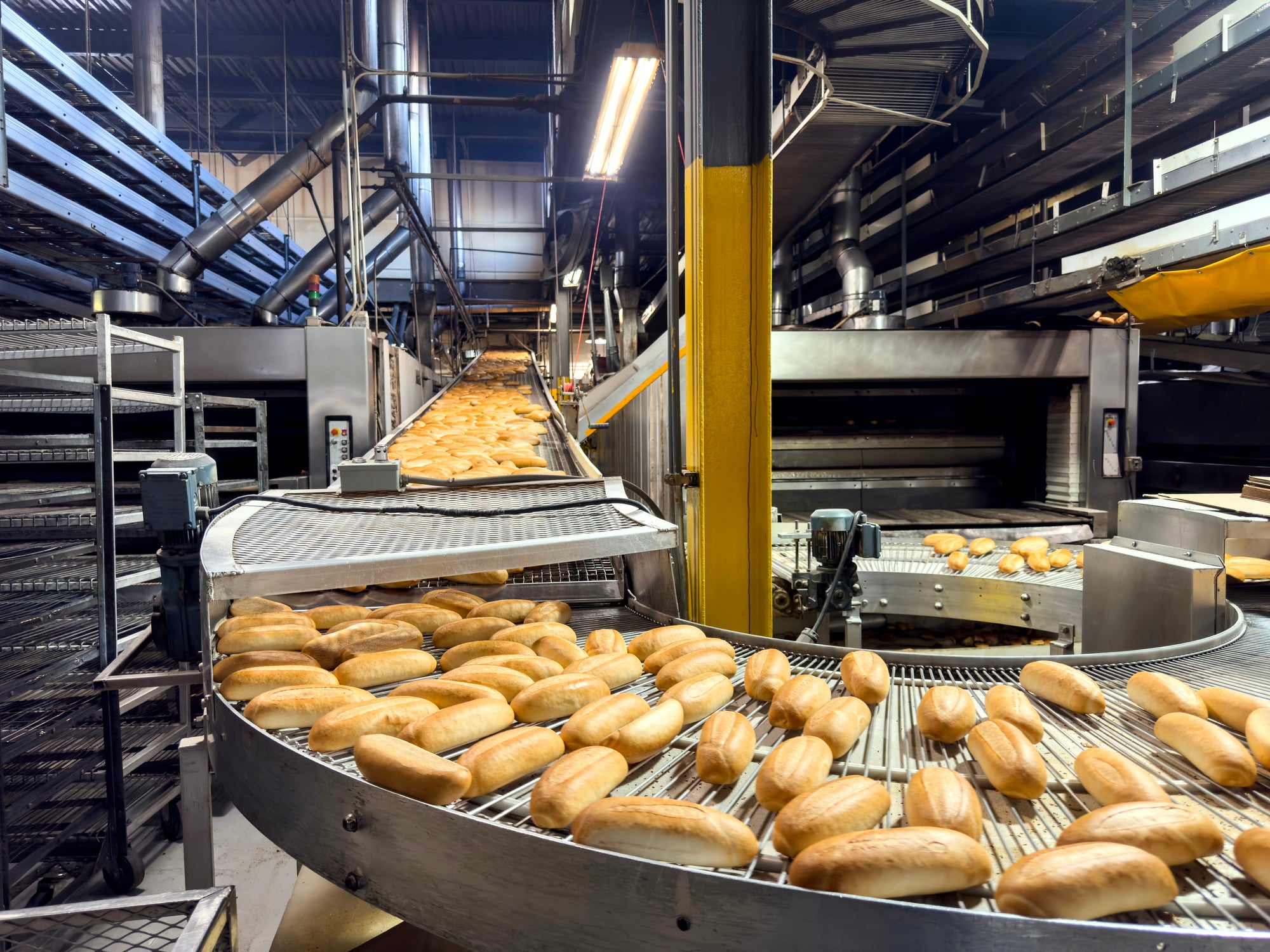 Many loaves of bread moving down a conveyor belt.