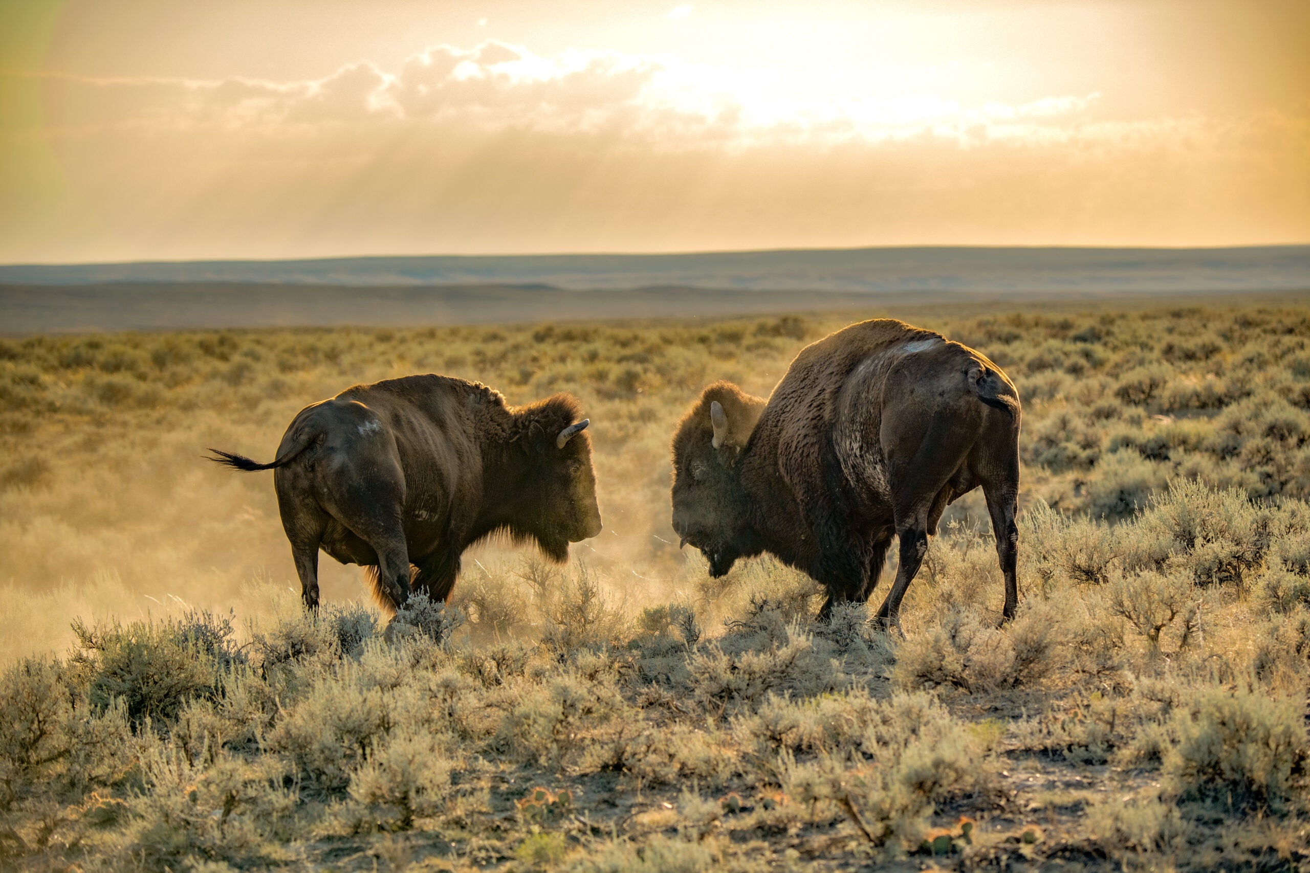 Bison roam on the American Prairie Reserve, a massive prairie-based nature reserve in northeastern Montana being developed as a private project of the American Prairie Foundation. This independent non-profit organization is creating a wildlife conservation area that will ultimately be over 3 million contiguous acres  through a combination of both private and public lands to establish a fully functioning mixed grass prairie ecosystem, complete with migration corridors and native wildlife. (Photo by Ami Vitale)