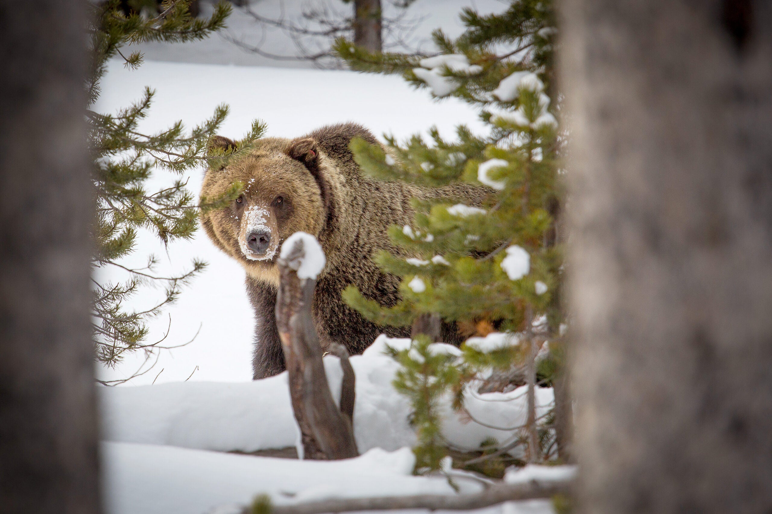 Grizzly bear near Canyon, Yellowstone National Park.