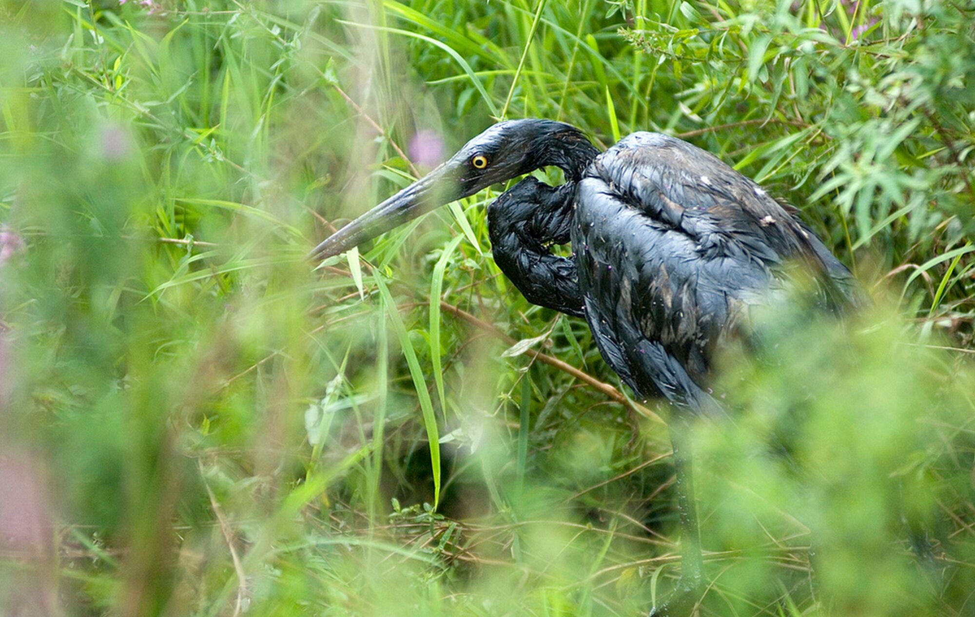 A long-necked bird completely covered in oil sits in tall grass.