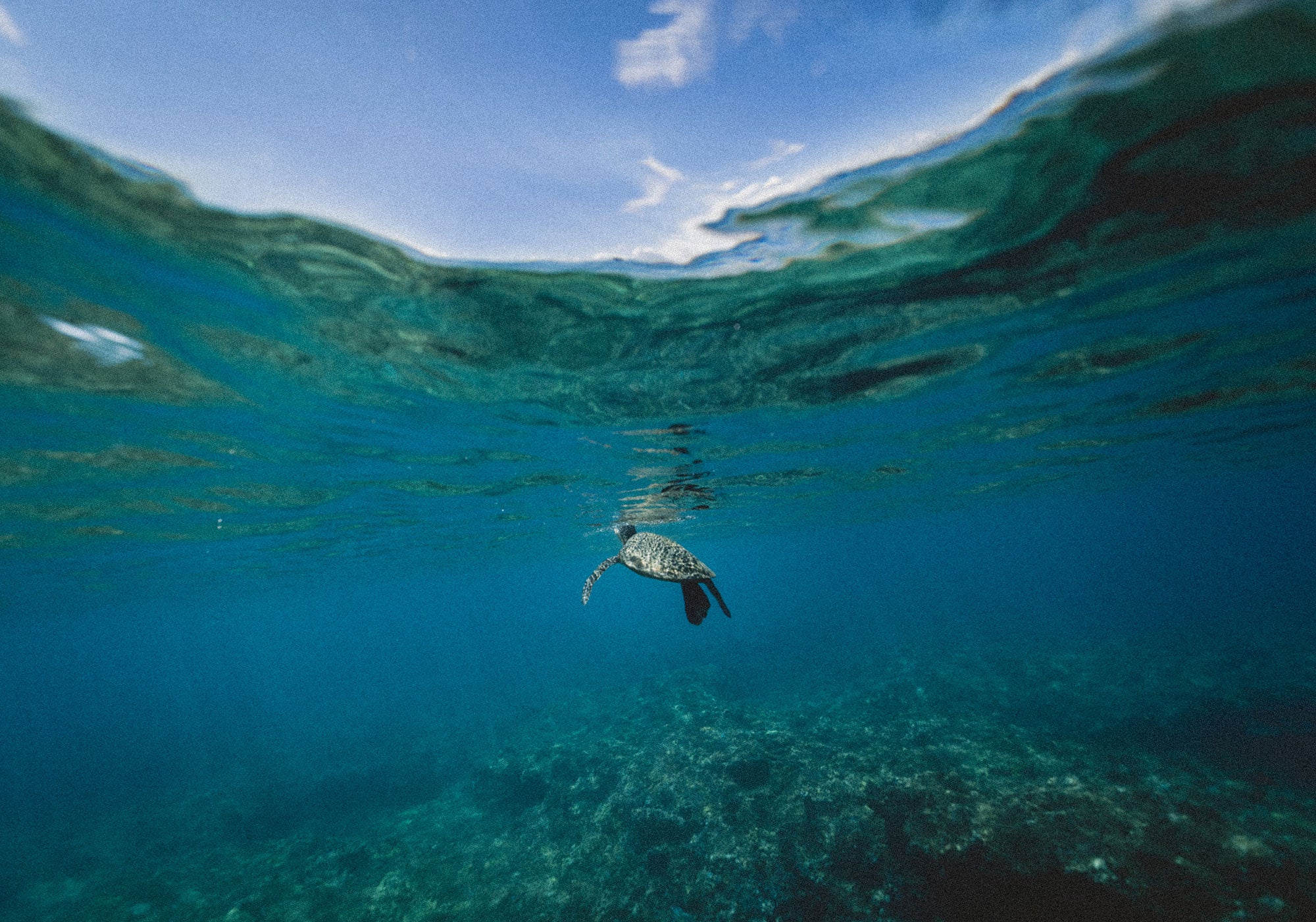 A sea turtle swims below the ocean's surface under a light blue sky.