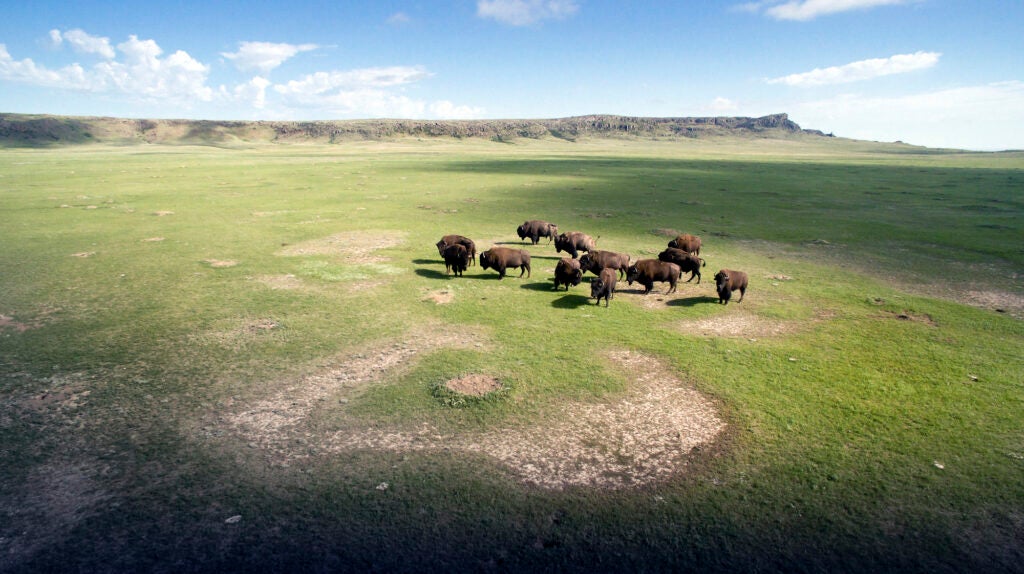 A landscape of a grassy plain with a dozen bison in the middle of the photo.