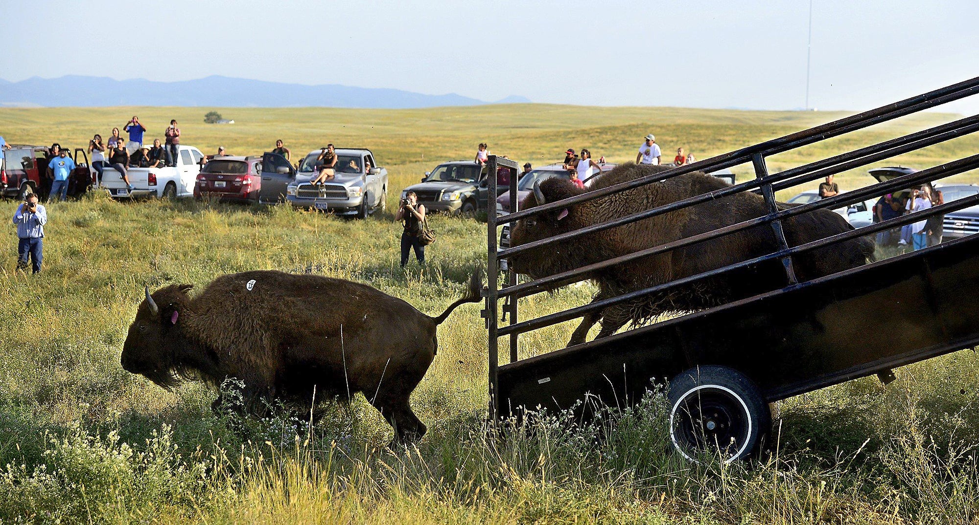 Bison come out of a trailer onto a grassy plain with a crowd of people looking on.