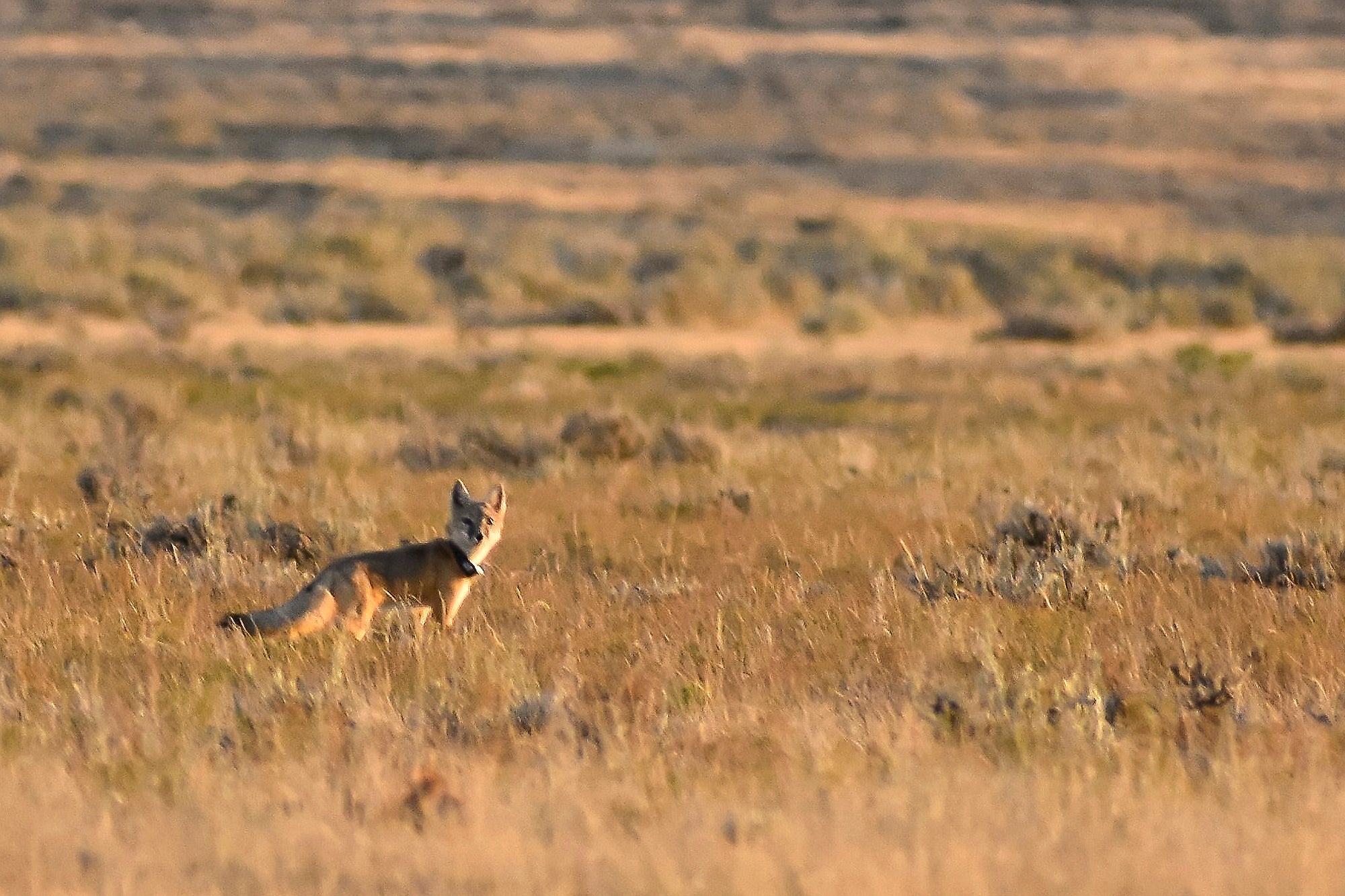 A fox looks at the camera from a dry, grassy field.