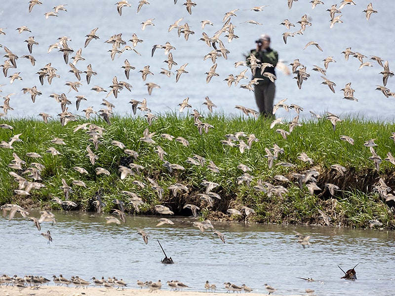 Semipalmated sandpipers and other shorebirds coming through the Delaware Bay near Fortescue, New Jersey on May 23, 2022.