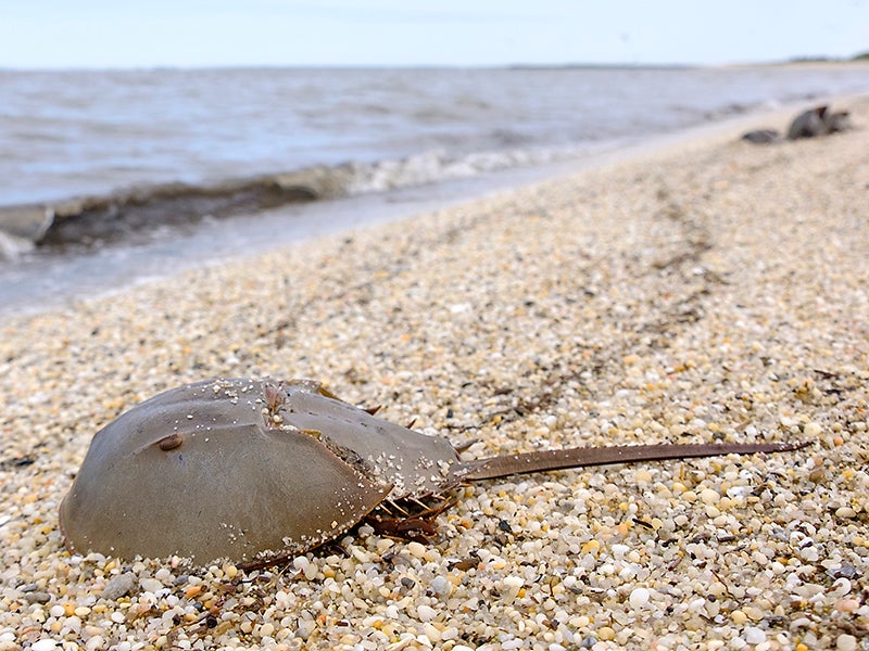 A horseshoe crab in the Delaware Bay near Fortescue, New Jersey, on May 23, 2022.