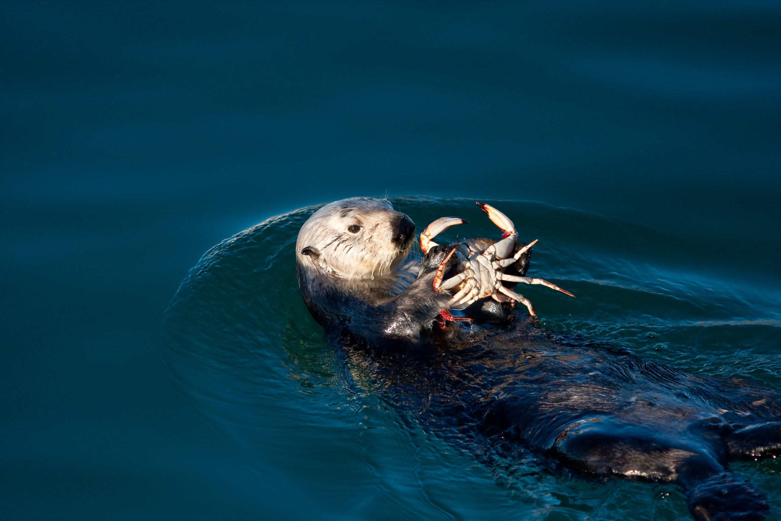 Sea otter dines on a crab.