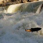 Chinook Salmon jumping at Dagger Falls, near Frank Church-River of No Return Wilderness Area, Idaho, USA. (Neil Ever Osborne / Save Our Wild Salmon / iLCP)