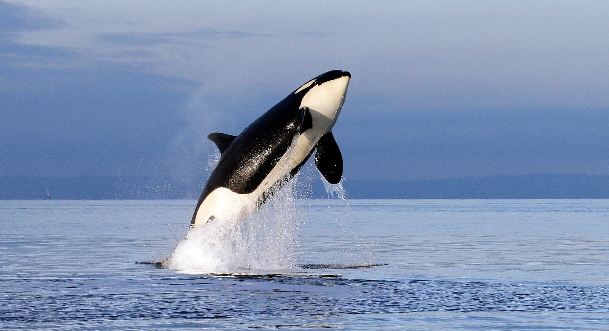 The orca is almost completely out of the water, against a blue background