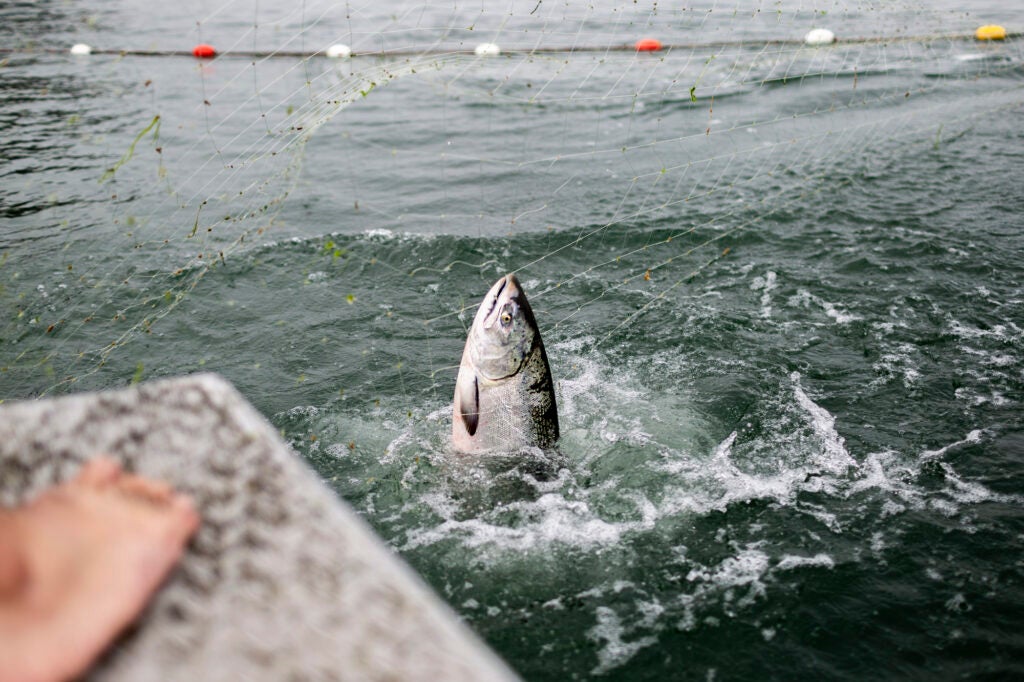Members of the Yurok Tribe fish for salmon in the Klamath River. (Martin do Nascimento / Earthjustice)