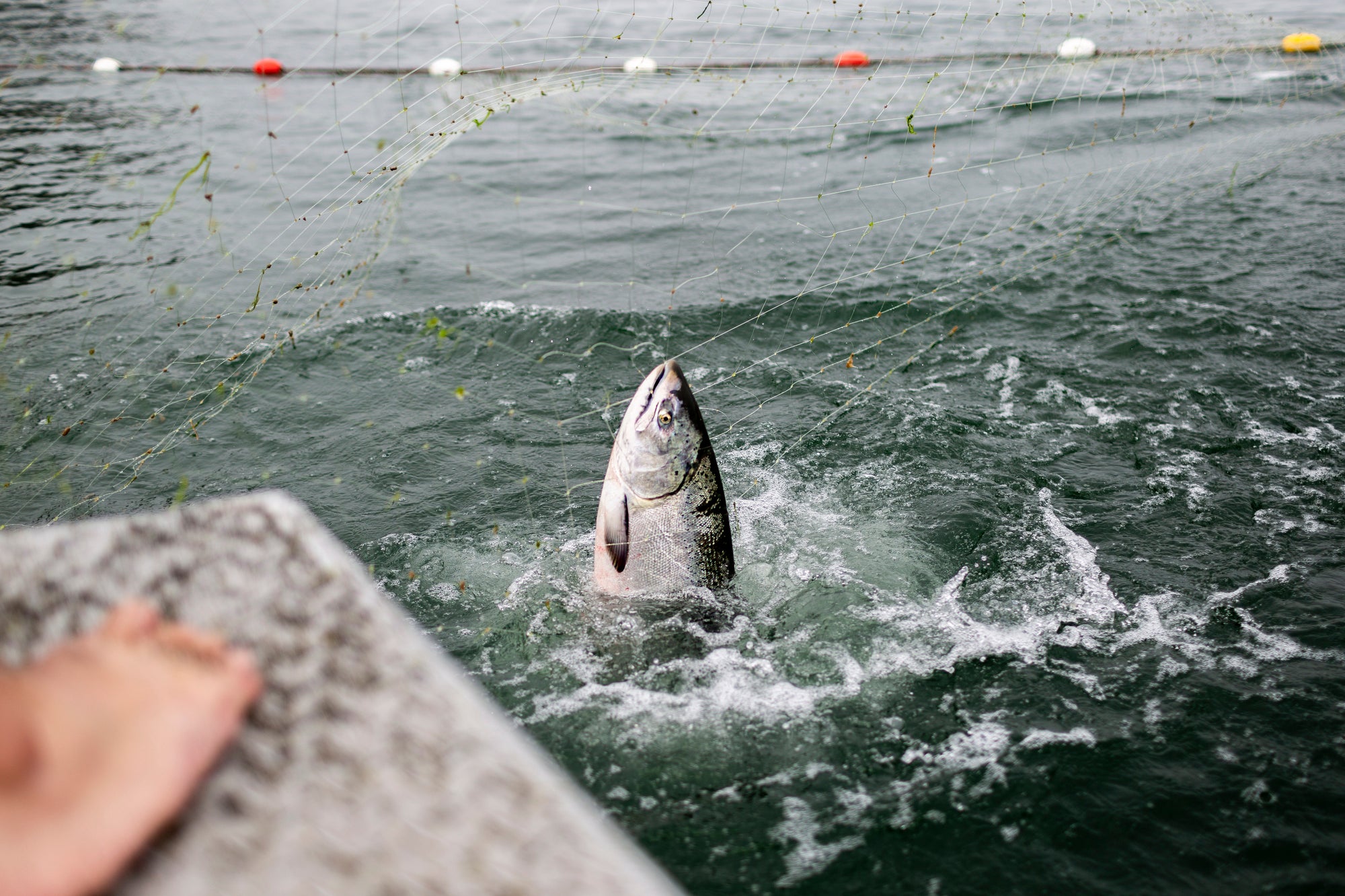 The head of a salmon in a net comes out of the water.