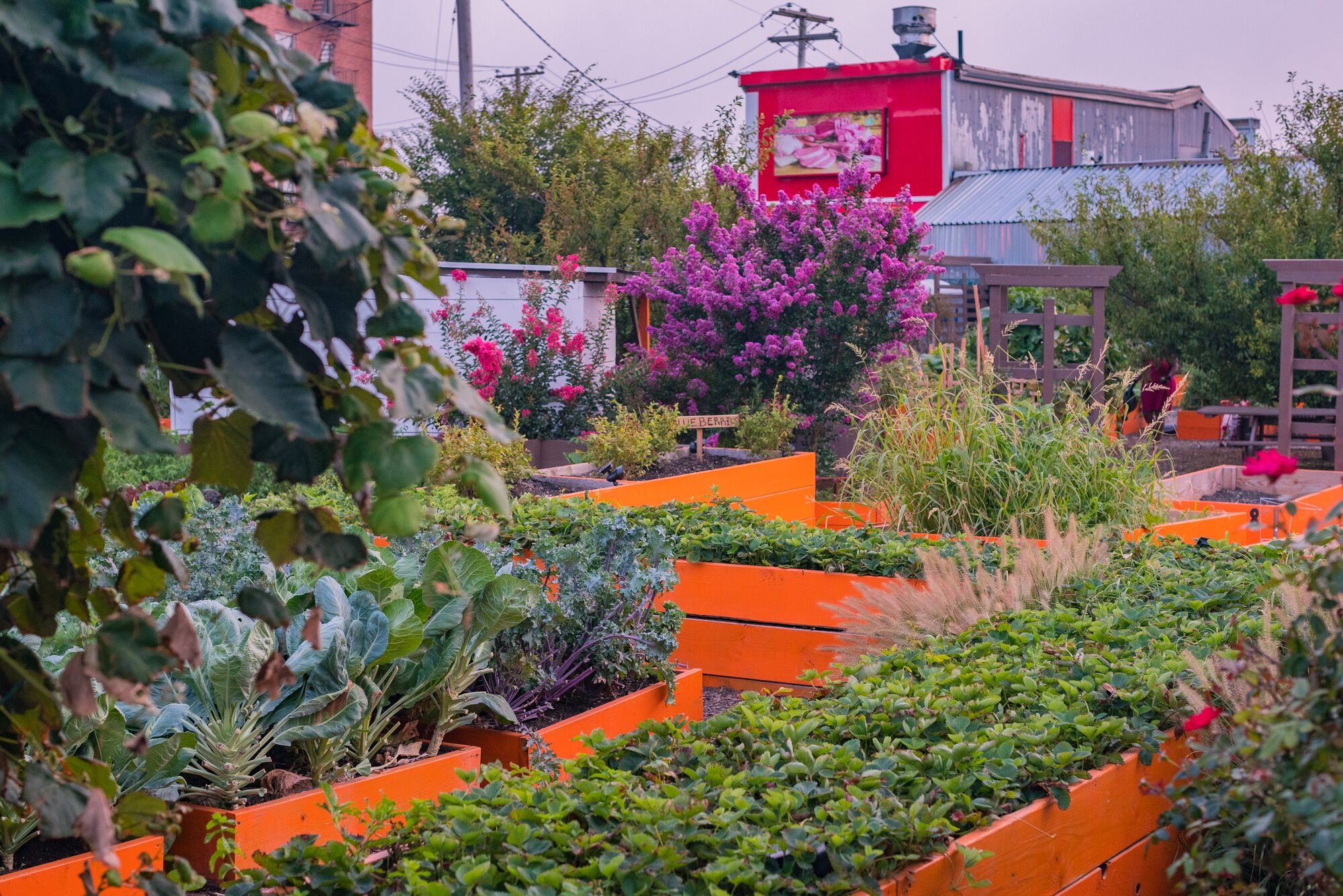 Kale, strawberries, flowers, and more grow in raised beds at the Rockaway Youth Task Force community garden in Queens, NYC.