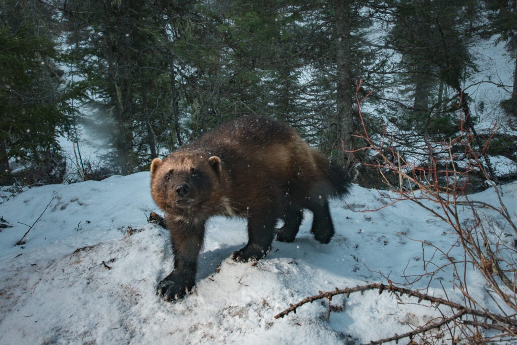 A wolverine caught on a camera trap while working with researchers on a rare carnivore survey in Western Montana. Made under a special use permit with the Flathead and Lolo National Forests.