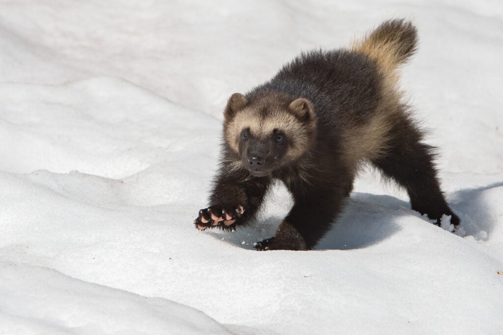 A wolverine walks in the snow.