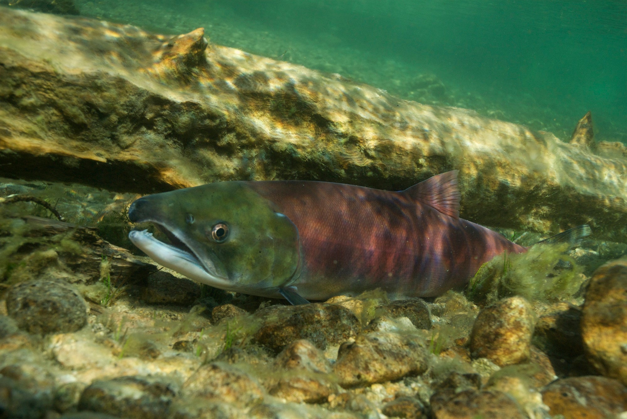A salmon underwater, close to the camera.