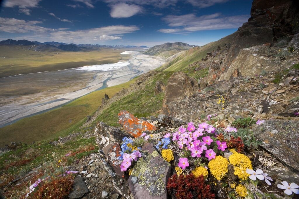 The Arctic Refuge. (Getty Images)