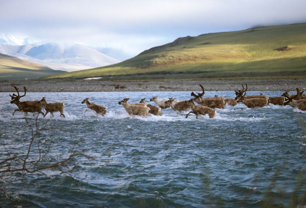 Caribou cross a river in the Arctic.