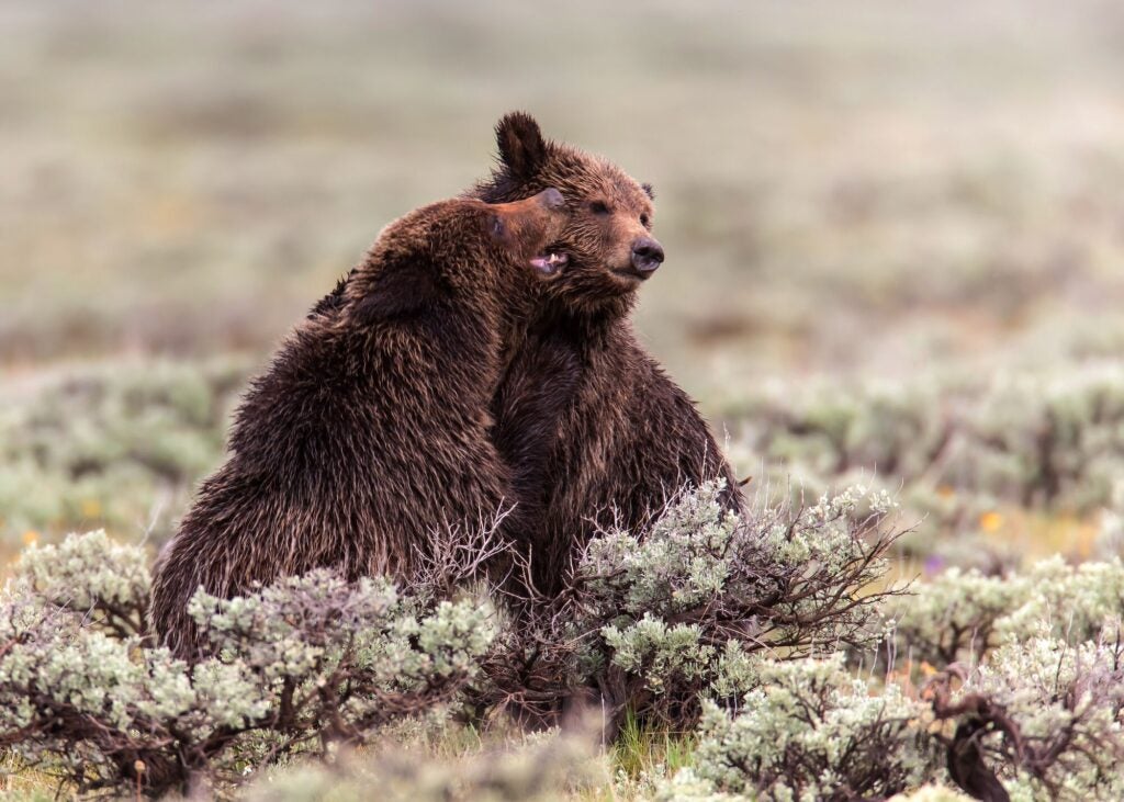 A pair of grizzly bears in Yellowstone National Park. (Todaysfotos / Shutterstock) 