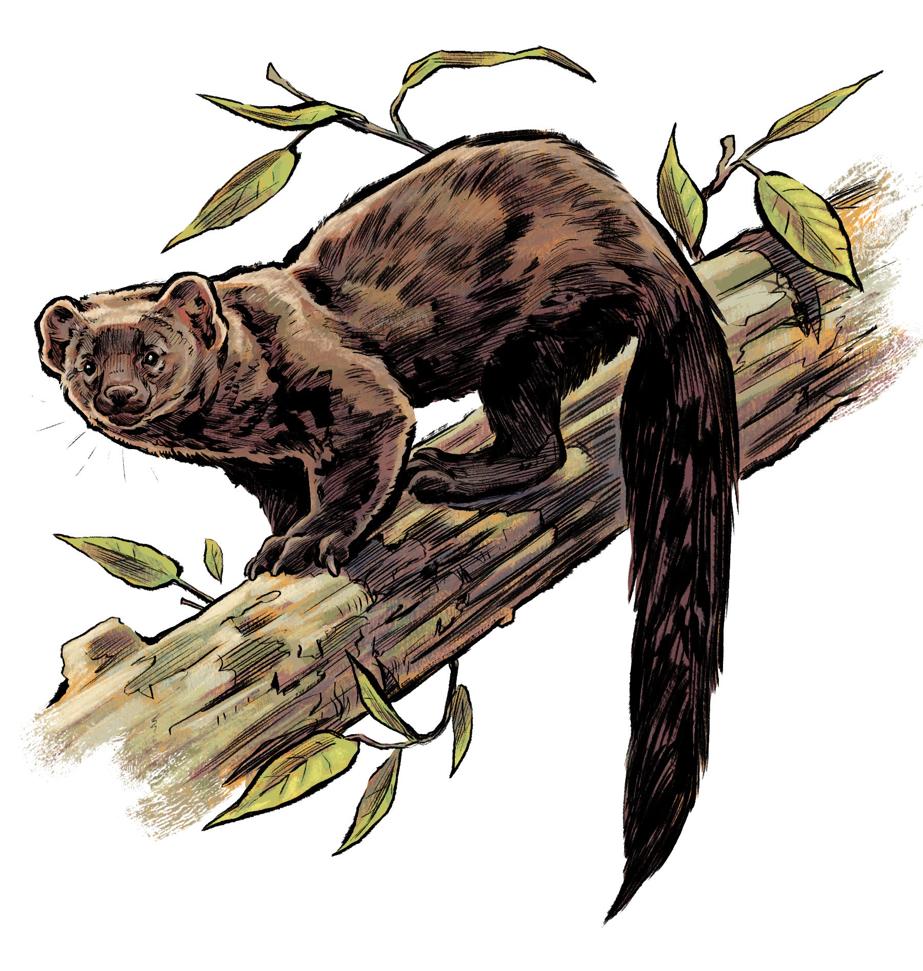 Illustration of the Pacific fisher in a tree. 