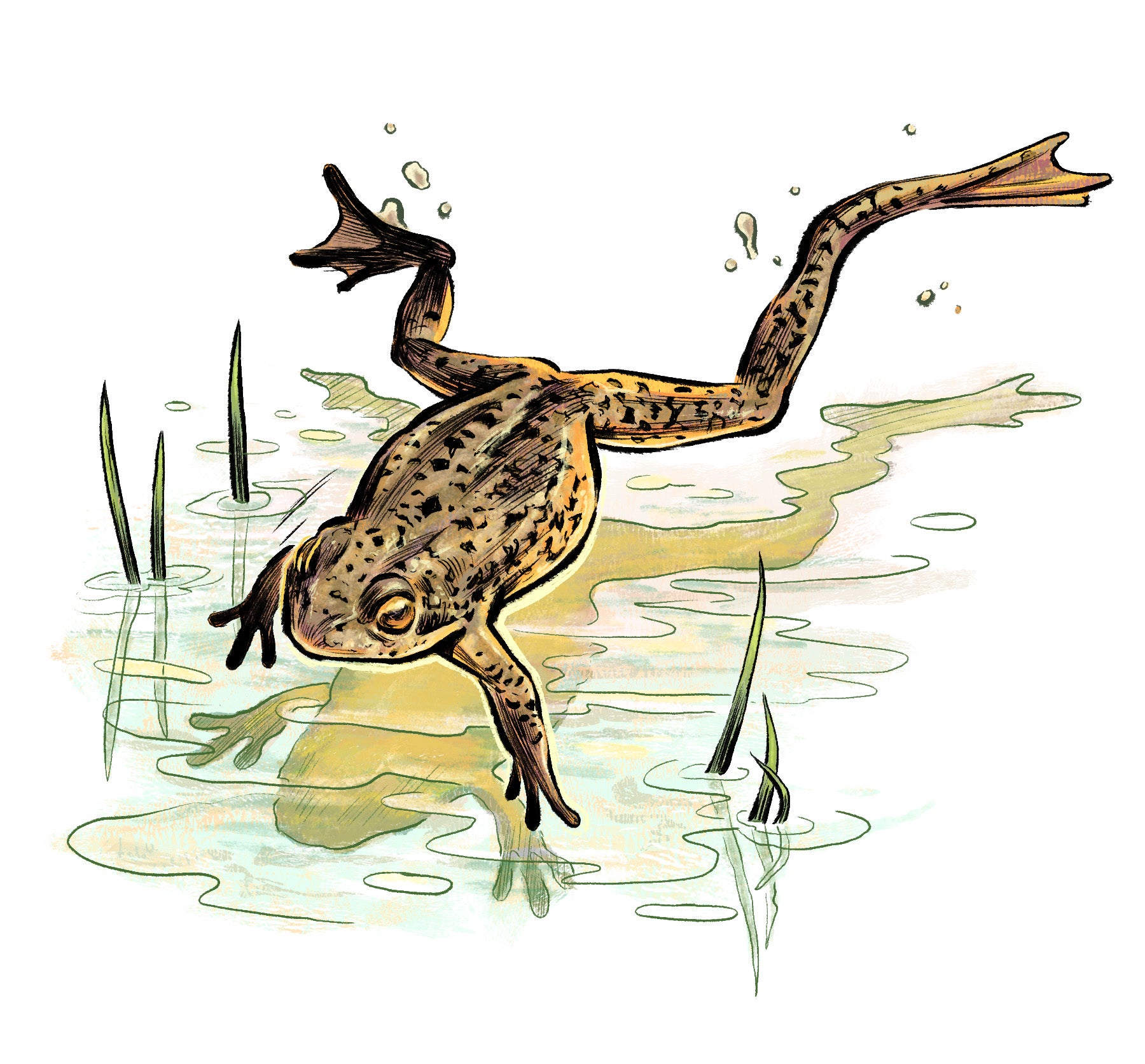 Illustration of the mountain yellow-legged frog.
