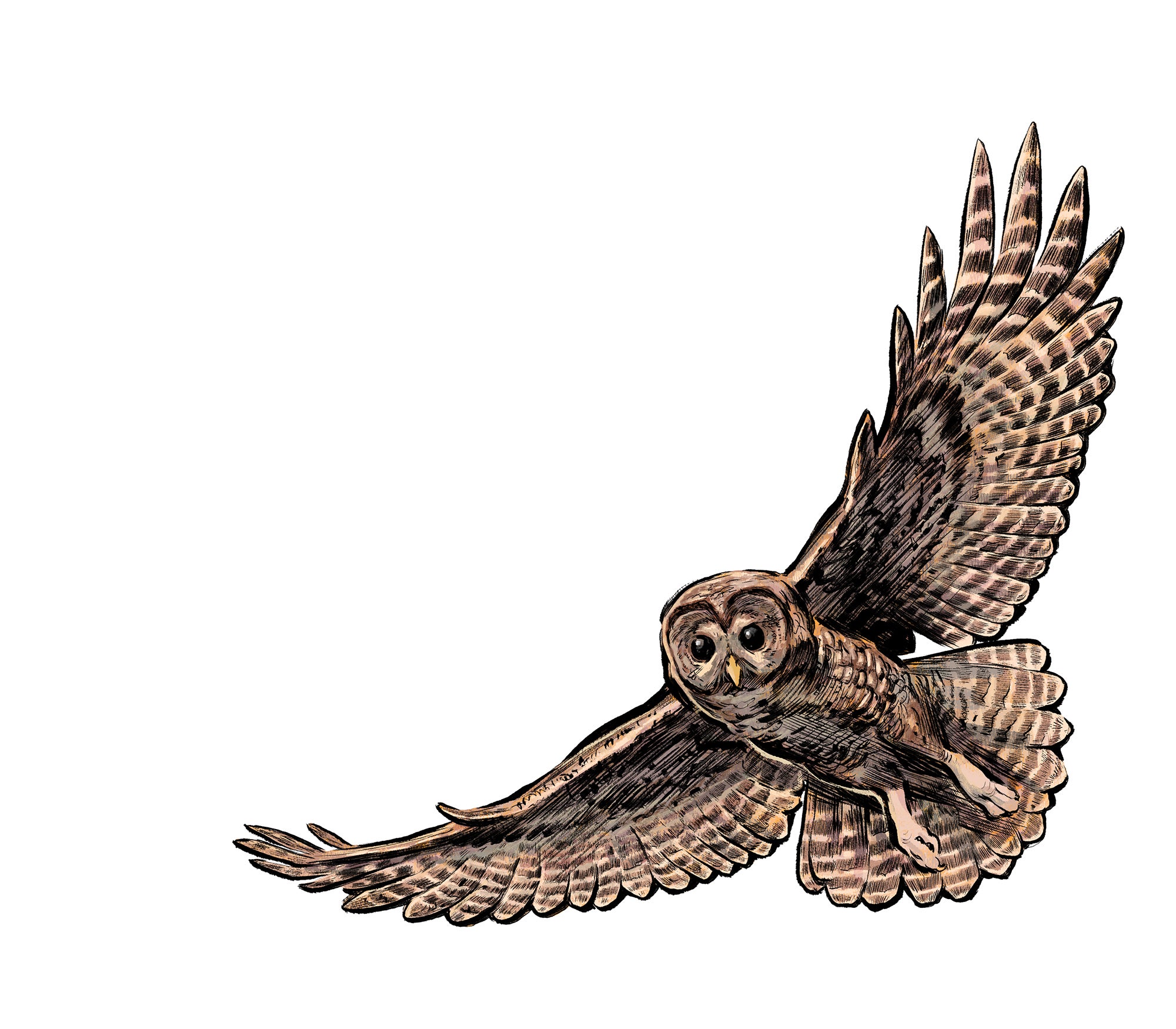 Illustration of the California spotted owl flying with its wings spread.