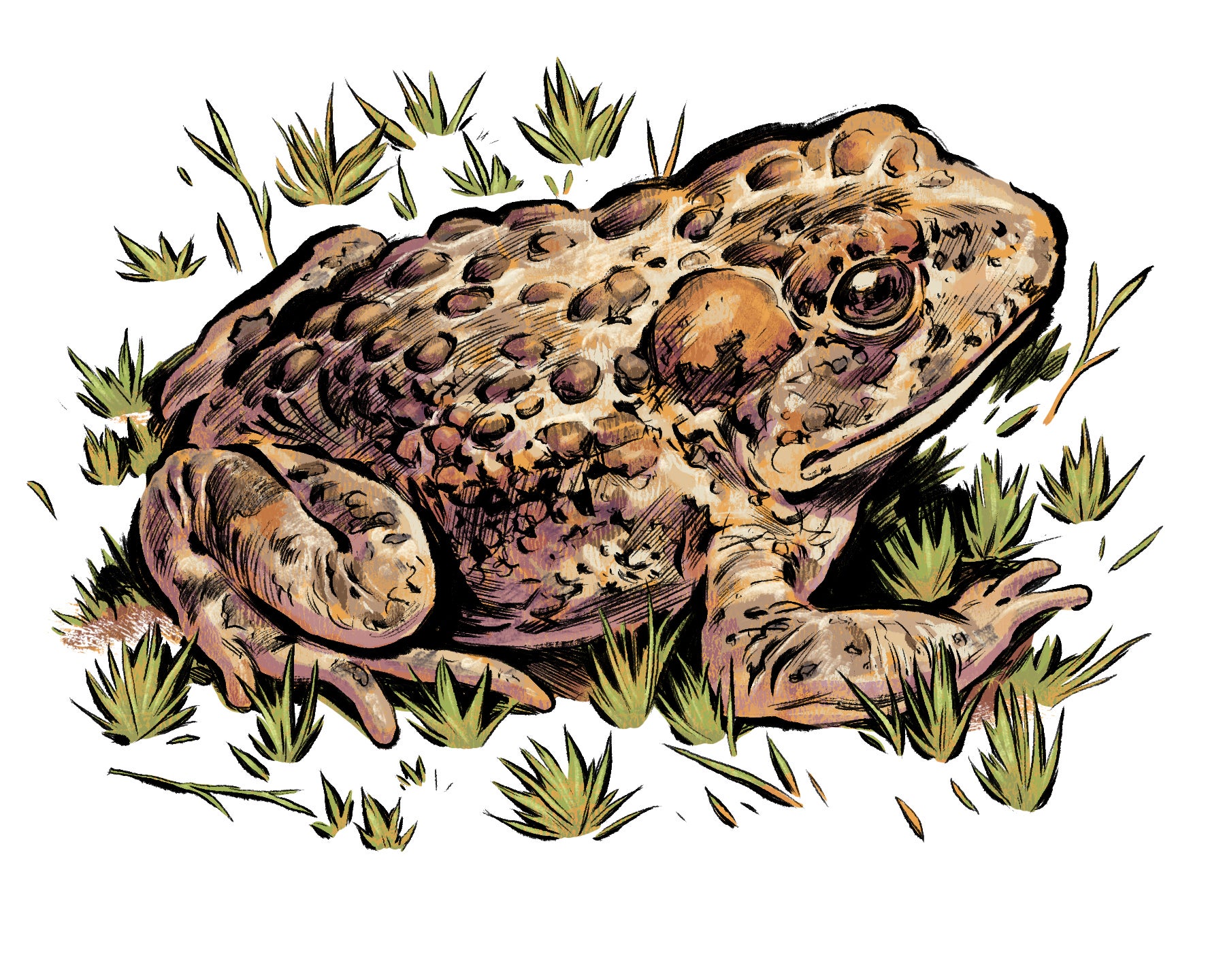 Illustration of the Yosemite toad. 