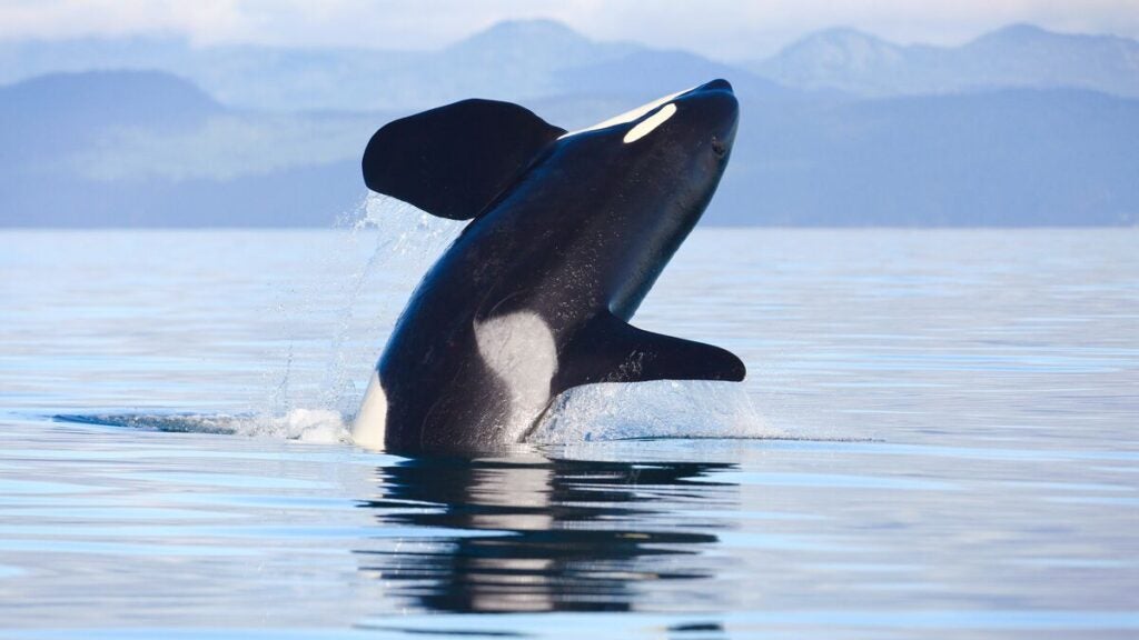An orca breaching in the Salish Sea with mountains in the background.