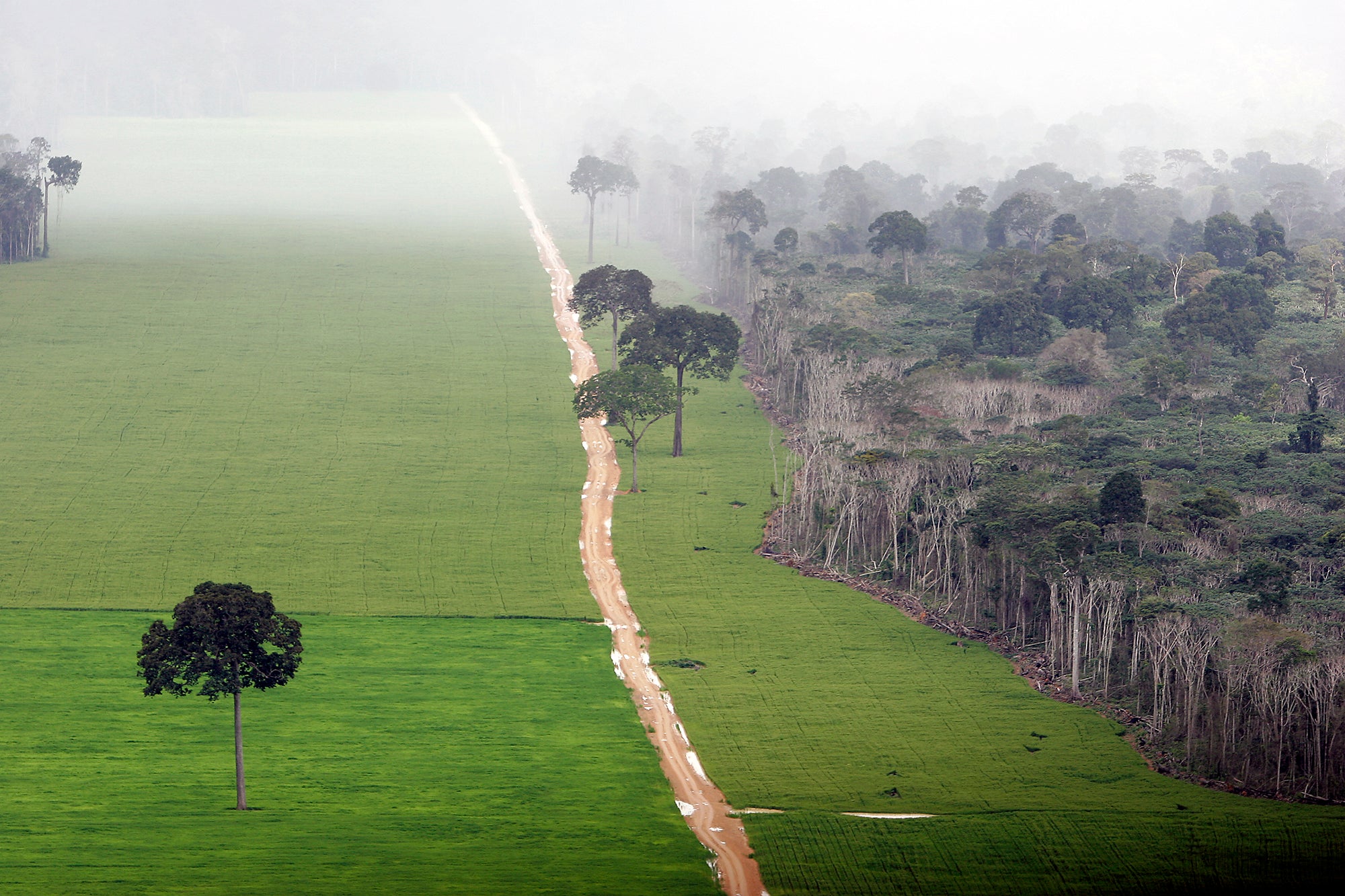 An open field of crops next to a rainforest.
