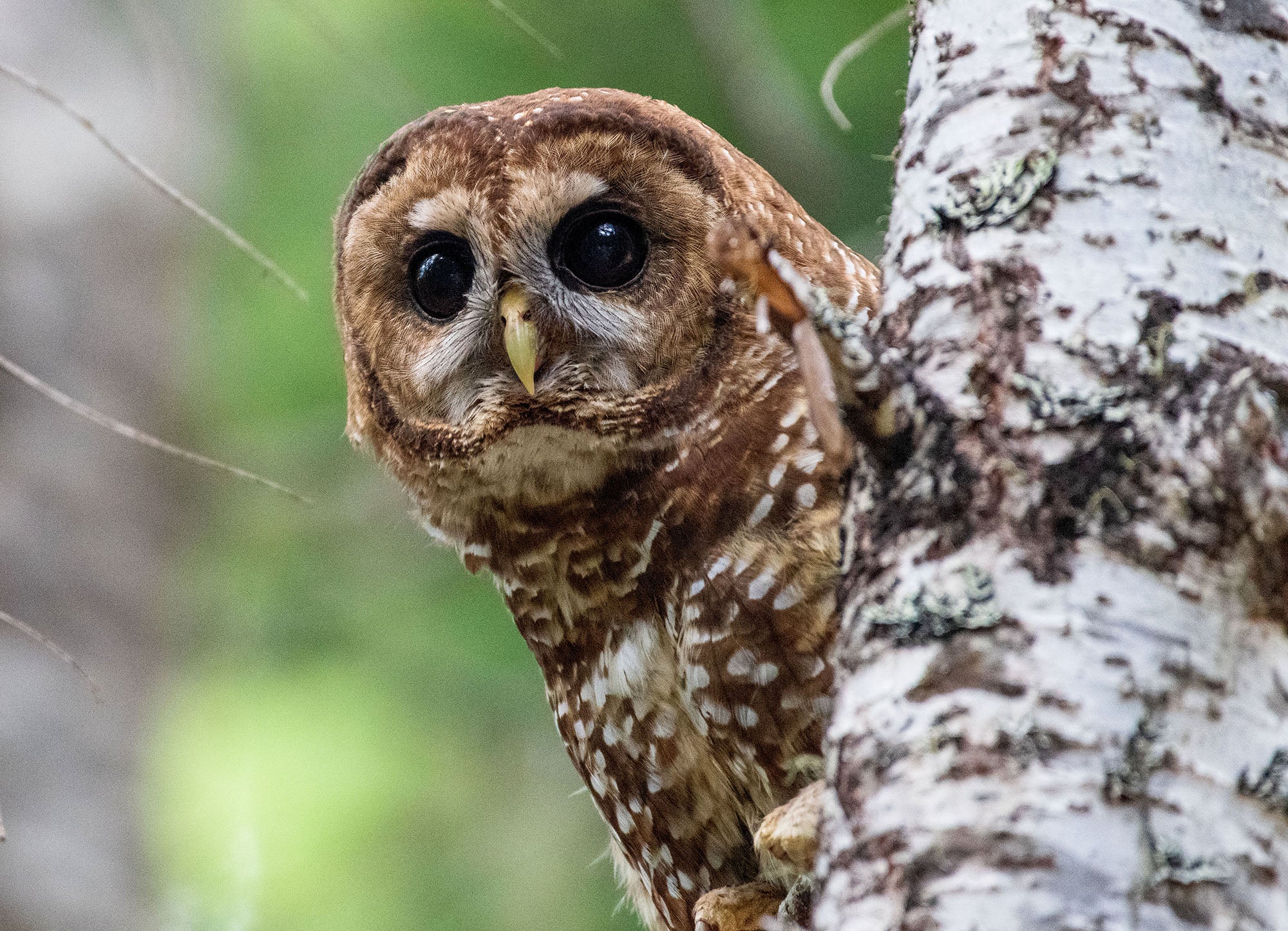 An owl perched near a white tree trunk, looking towards the camera.