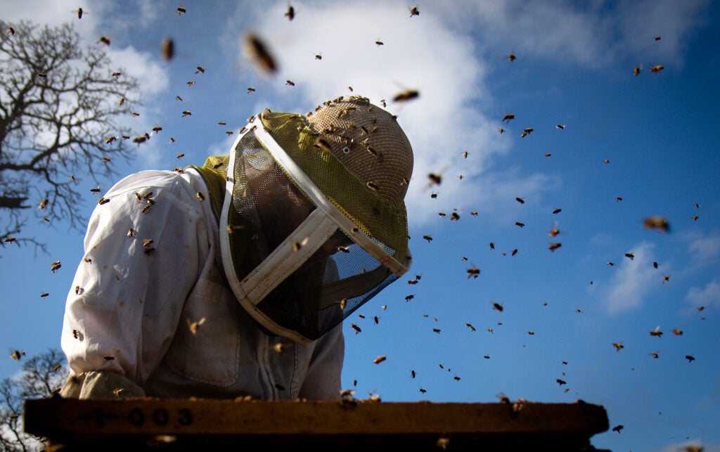 A person in a beekeeper suit with bees flying around them under a blue sky.