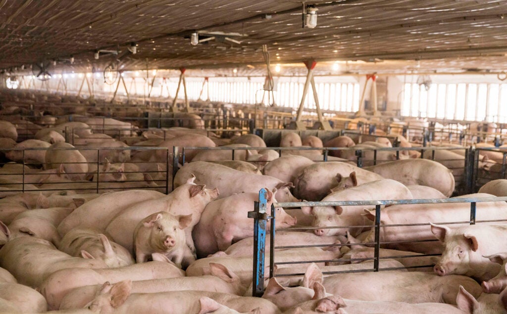 Inside a pig industrial animal factory in Worthington, MO. (Kathryn Gamble for The Washington Post via Getty Images)