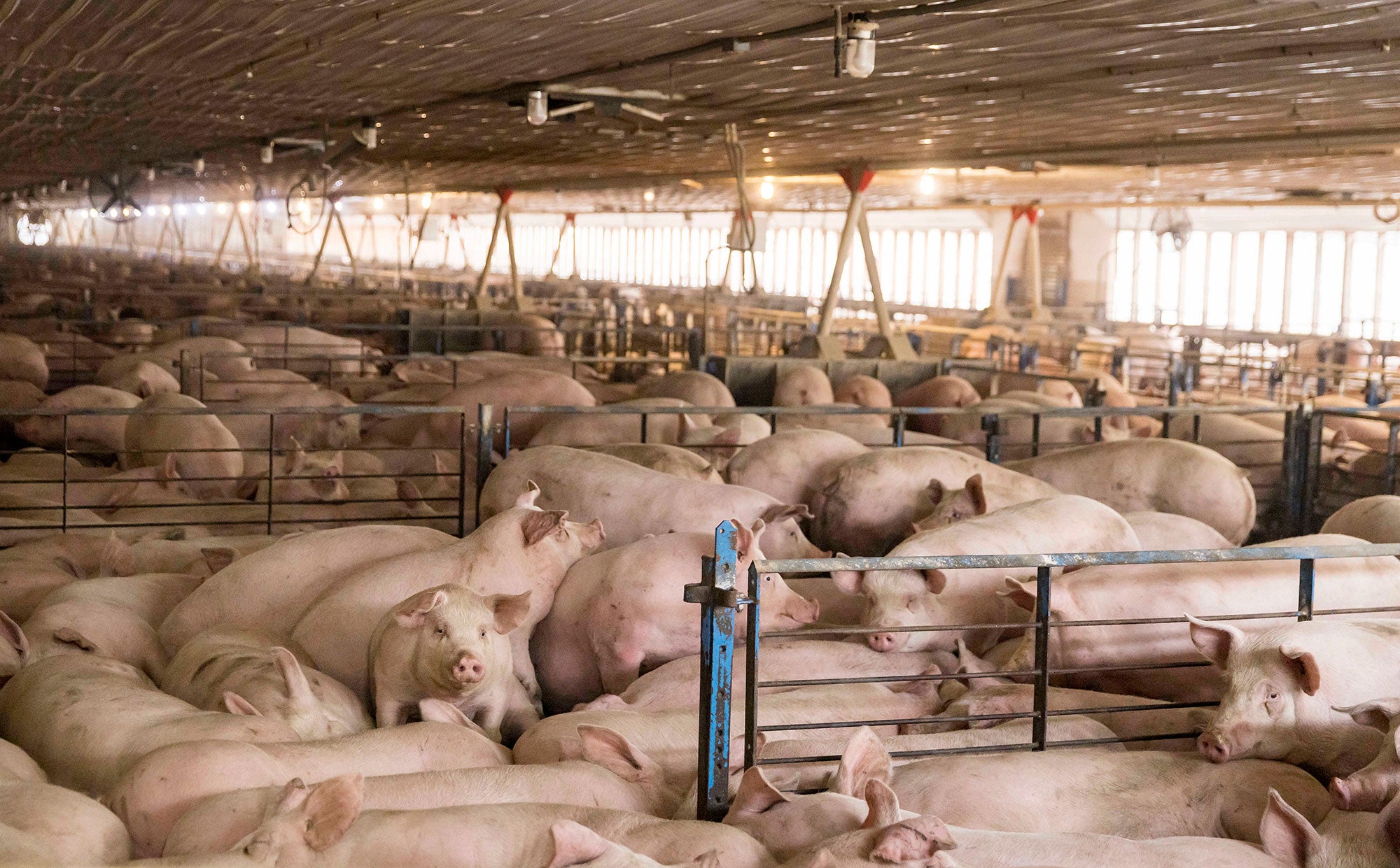 Inside a pig industrial animal factory in Worthington, MO.