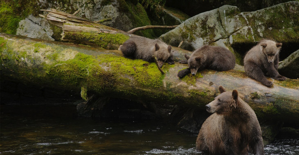 Brown bear sow and cubs in Anan Creek in the Tongass National Forest. (Mark Meyer / U.S. Forest Service)