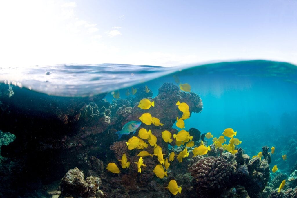 Hawaiian yellow tang fish and coral reef seen below the ocean's surface off the island of Lānaʻi, Hawaii.