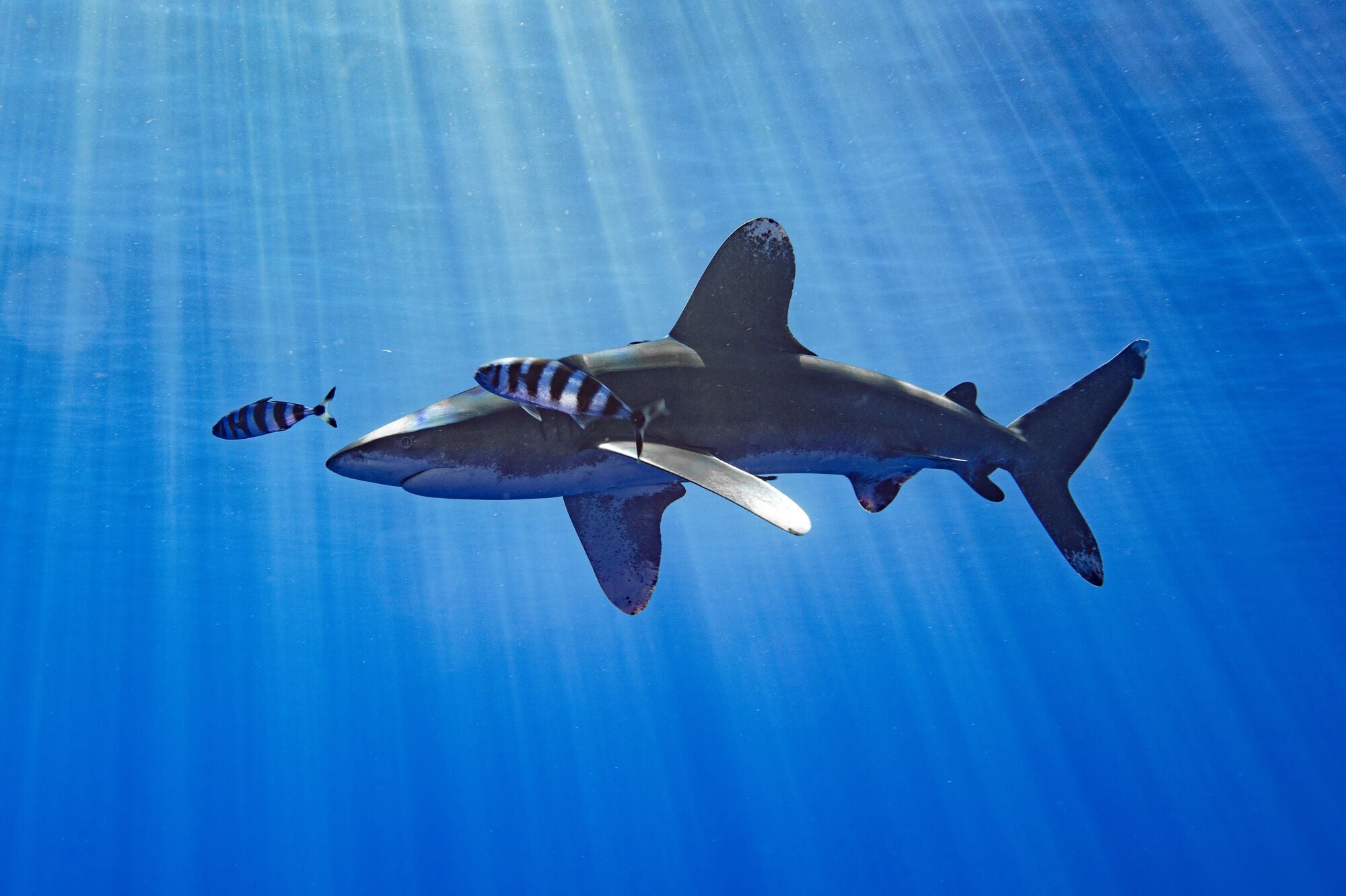 An oceanic whitetip shark (Carcharhinus longimanus) swims in the waters off Hawaii.