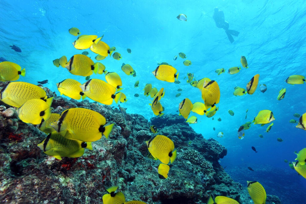 Lau wiliwili (Milletseed butterflyfish) at Papahānaumokuākea Marine National Monument. (Greg McFall / NOAA)