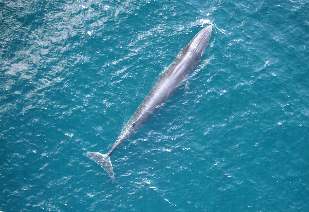 A Rice’s whale, one of Earth’s rarest whales. (Lisa Conger / Beth Josephson / Permit #21938 / NOAA Fisheries)