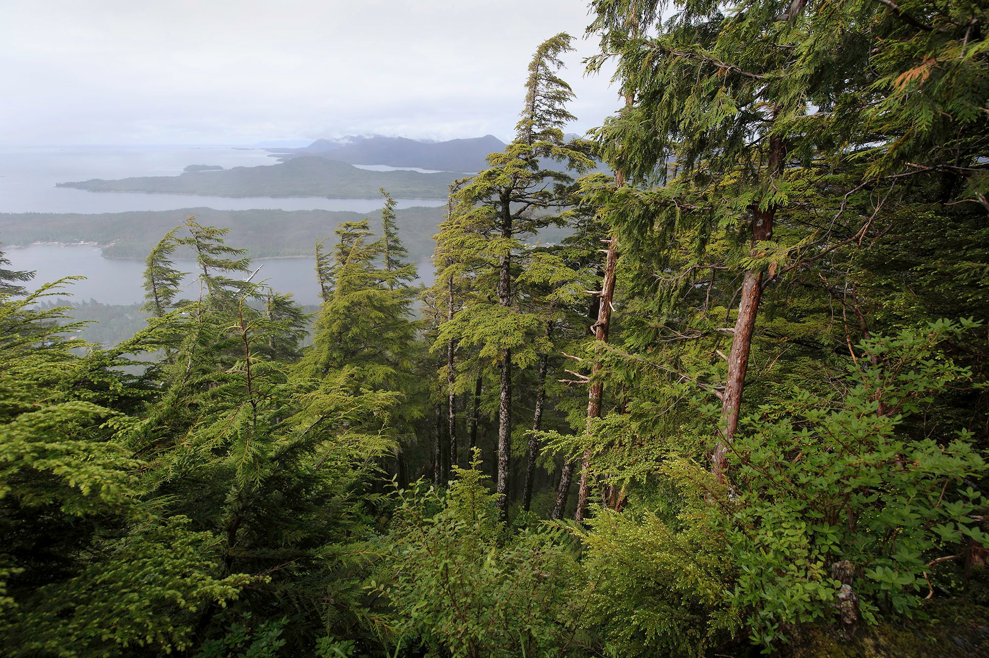 Tall trees in the foreground on a hill, overlooking islands and water in the background.