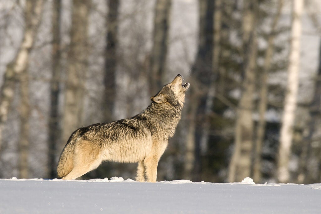 A lone gray wolf howls in the woods of the the upper Midwest