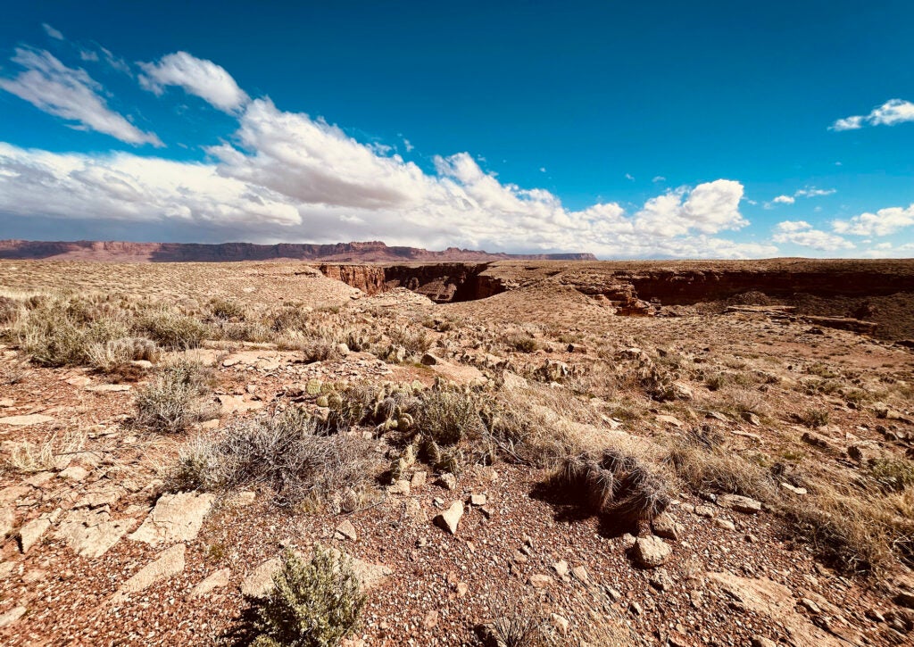 A flat desert landscape with cactus plants in the foreground, a small canyon in the middle distance and taller mesas on the horizon. White clouds contrast with a blue sky.