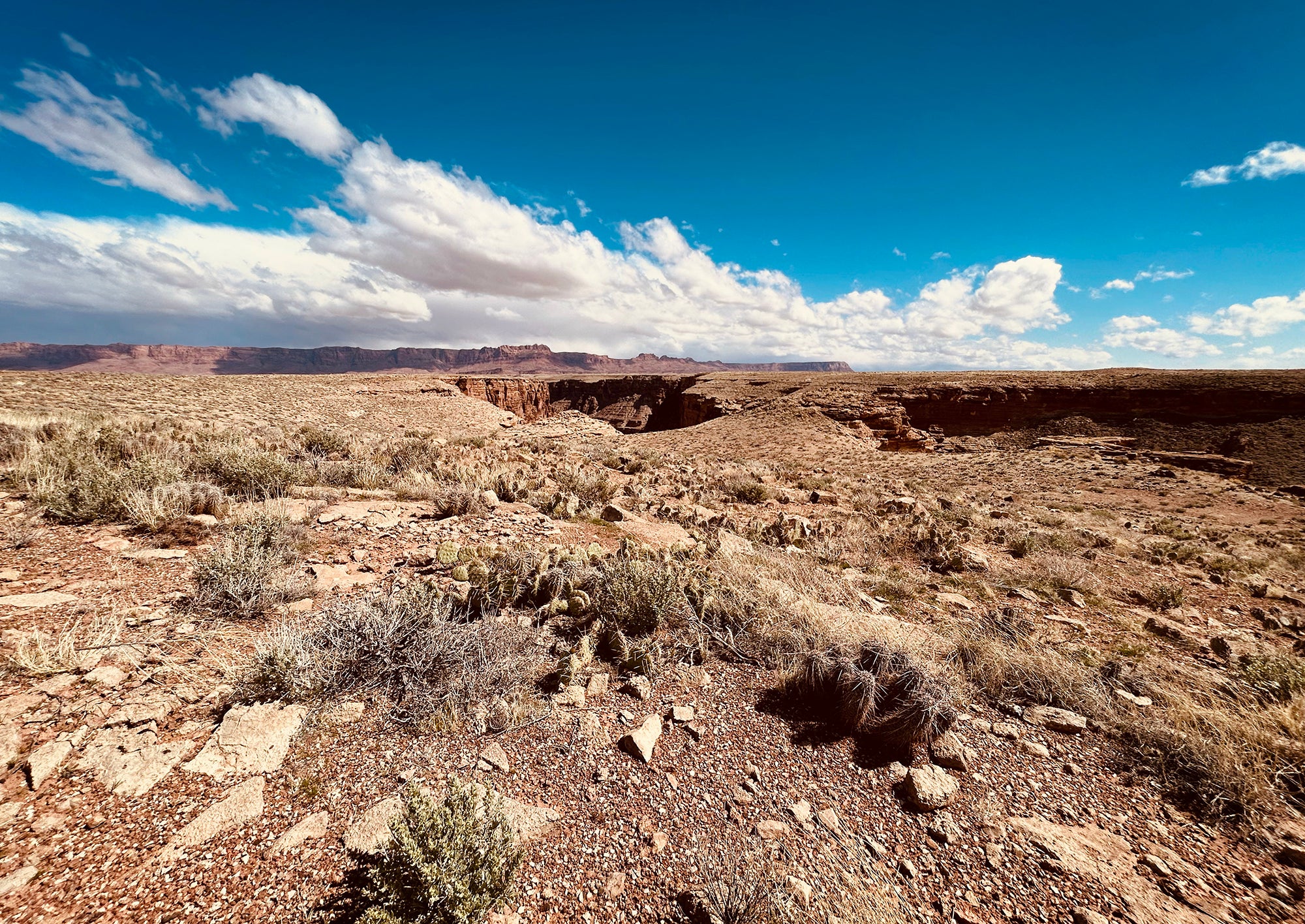 A flat desert landscape with cactus plants in the foreground, a small canyon in the middle distance and taller mesas on the horizon. White clouds contrast with a blue sky.