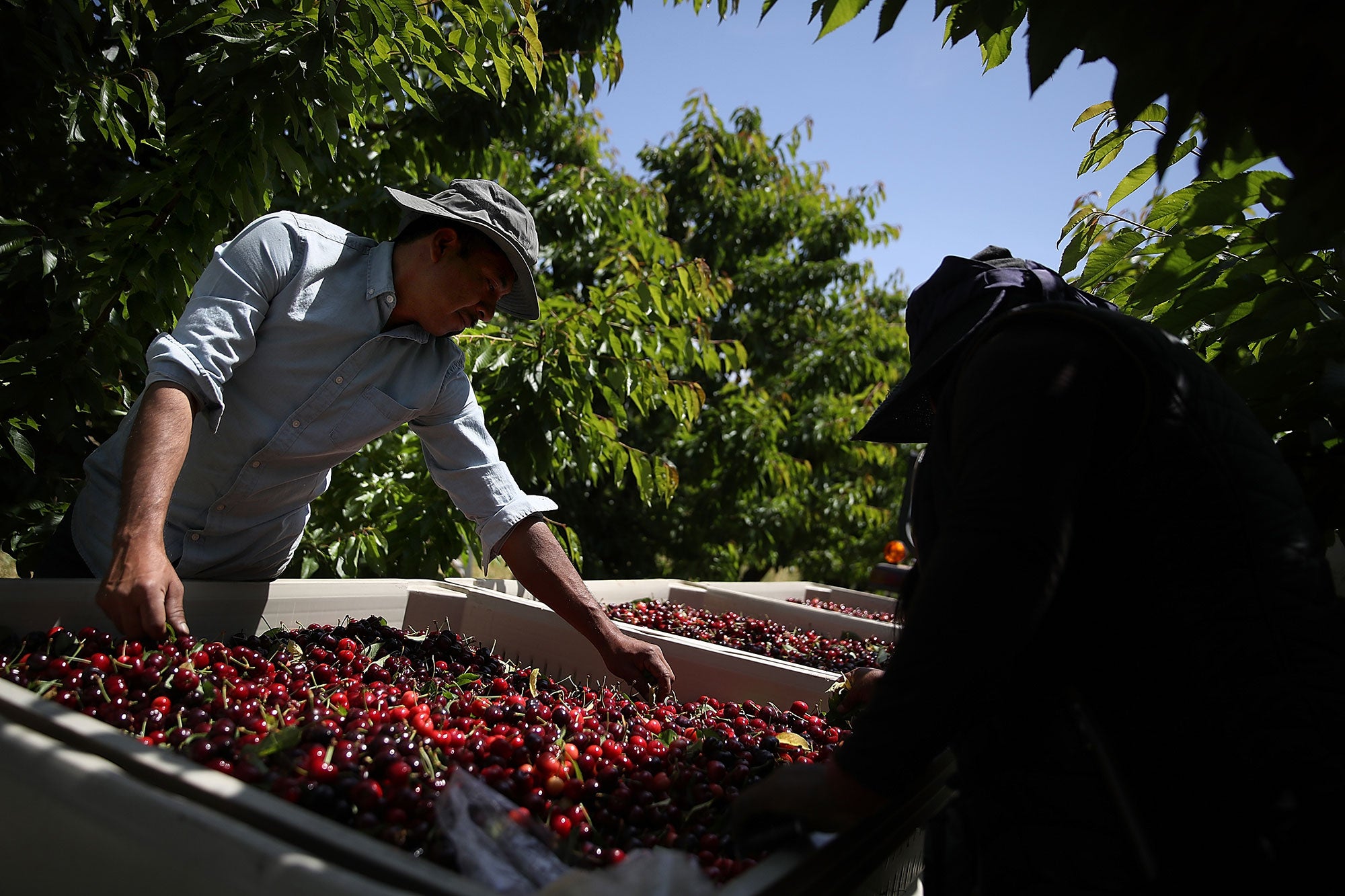 Agricultural workers pull leaves from a bin of freshly picked cherries.