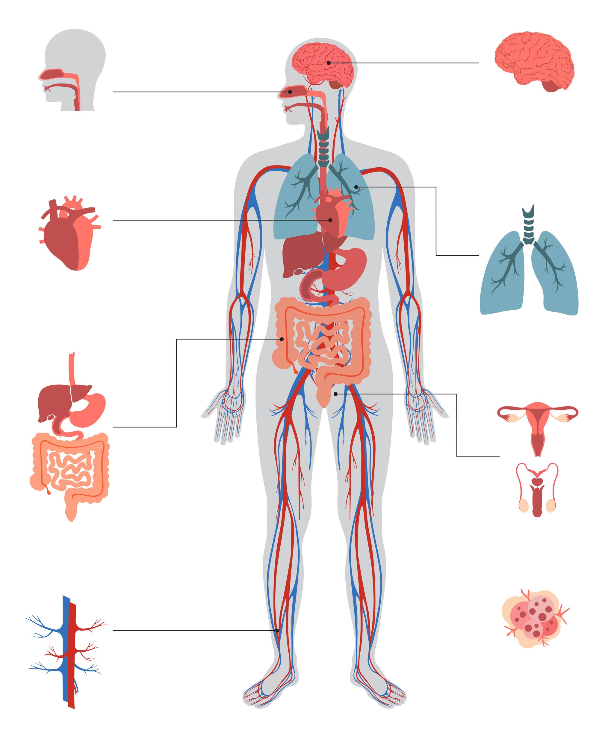 Infographic of a human body with biological systems visible and highlighted to the side: representations of the nose and throat, brain, heart, lungs, organs, reproductive systems, blood, and cancers.