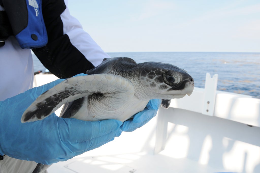 A wildlife biologist holds an oil-impacted young Kemp’s Ridley turtle, found along the weed-lines in offshore areas of the Gulf of Mexico, following the Deepwater Horizon oil spill disaster in 2010.