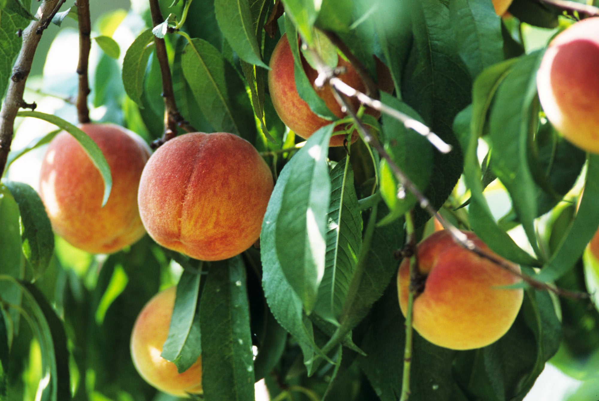 Ripe peaches hang on a peach tree, surrounded by leaves.