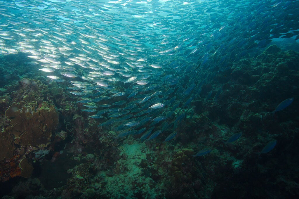 A school of sardines swims through a coral reef.