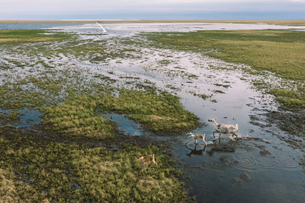 Three caribou walk across a marsh of water and green grass.