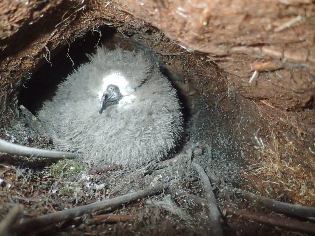 Hawaiian petrel chick in its burrow. (Andre Raine / Kaua'i Endangered Seabird Recovery Project)
